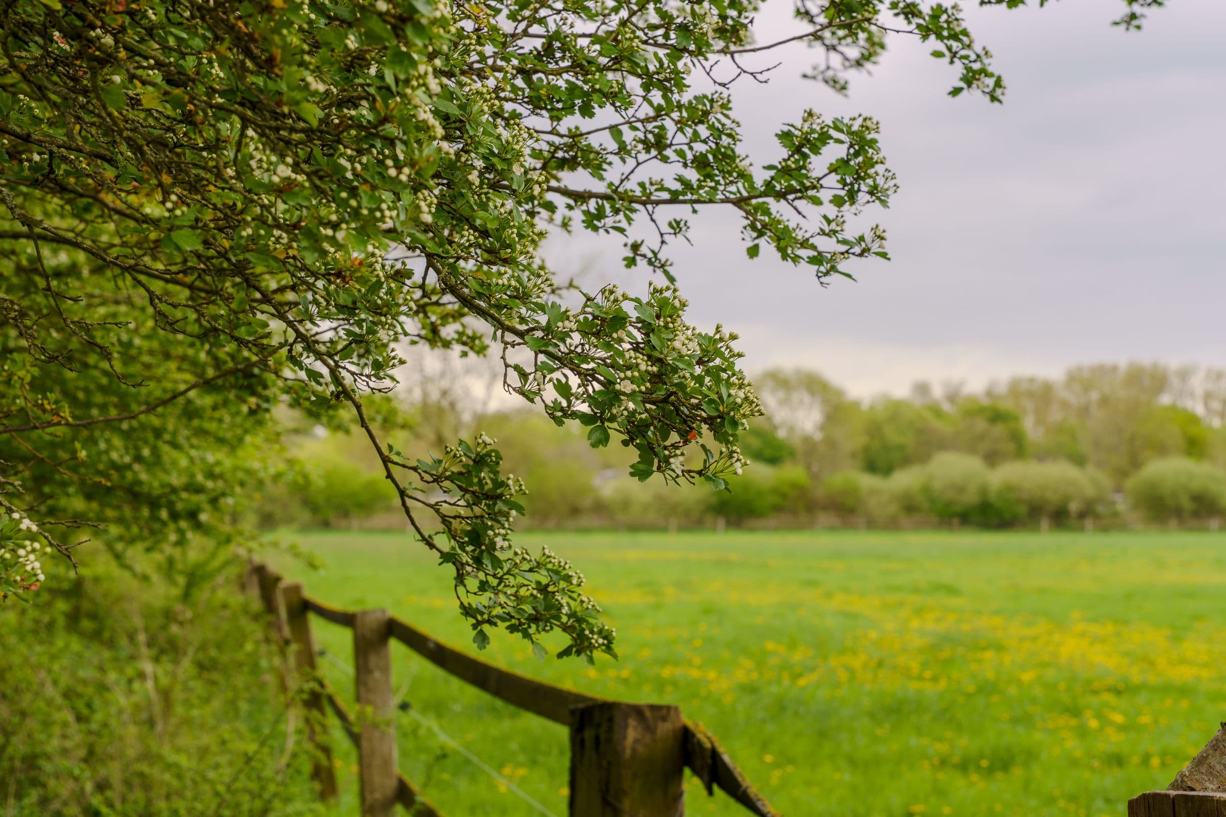 A spring meadow with new green growth and a blossoming hawthorn branch over a rustic fence
